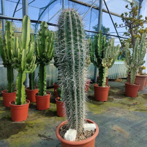 pachycereus pringlei cactus