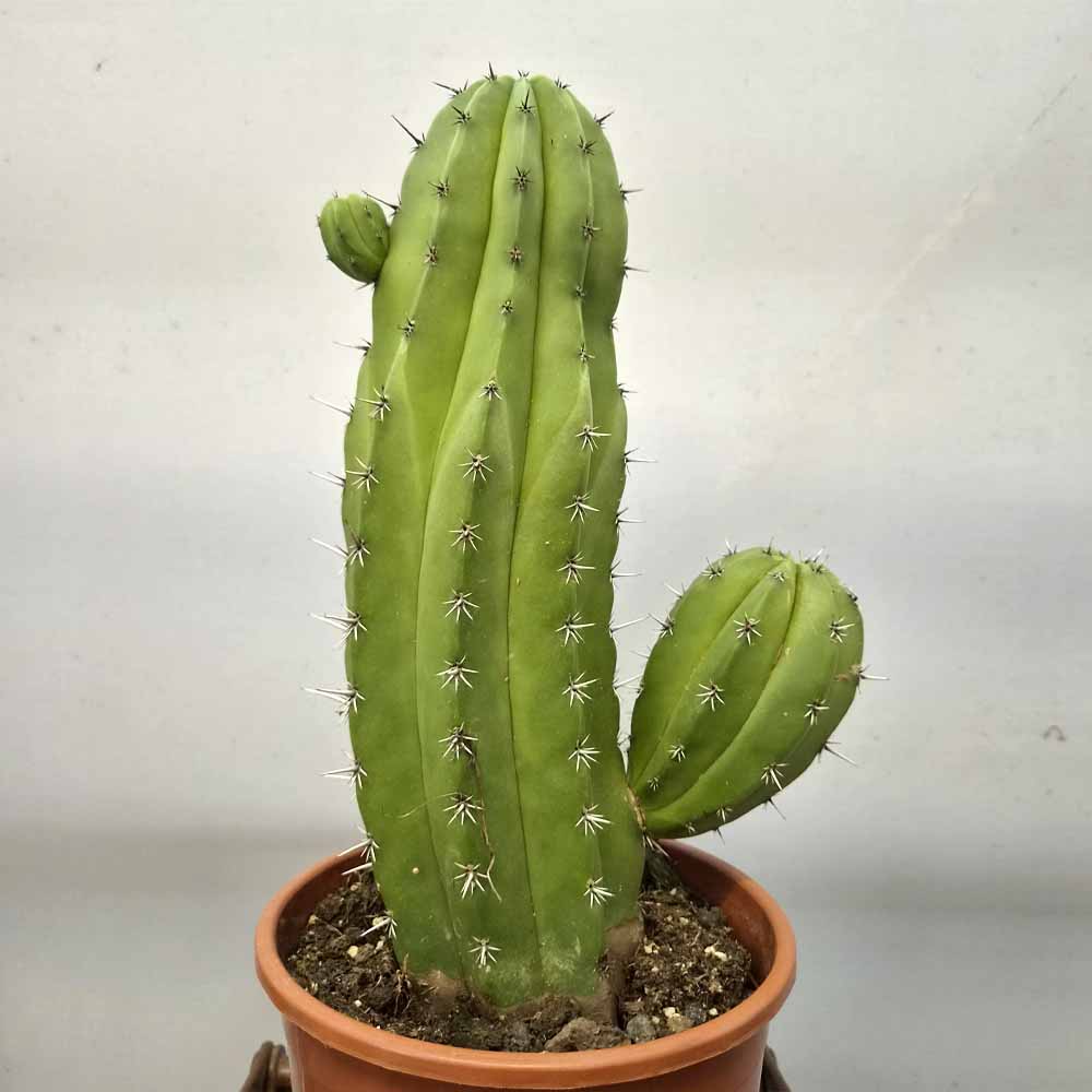 polaskia chichipe