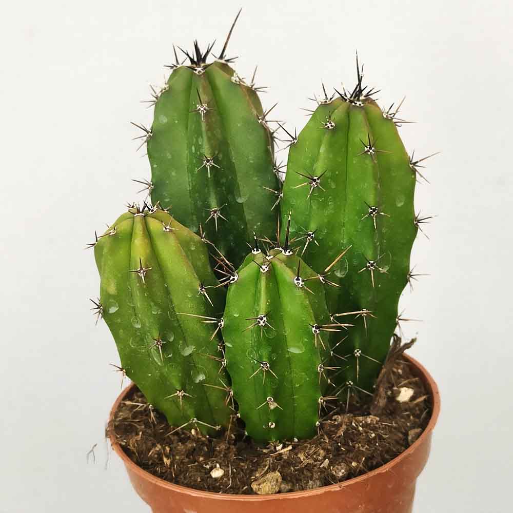 polaskia chichipe