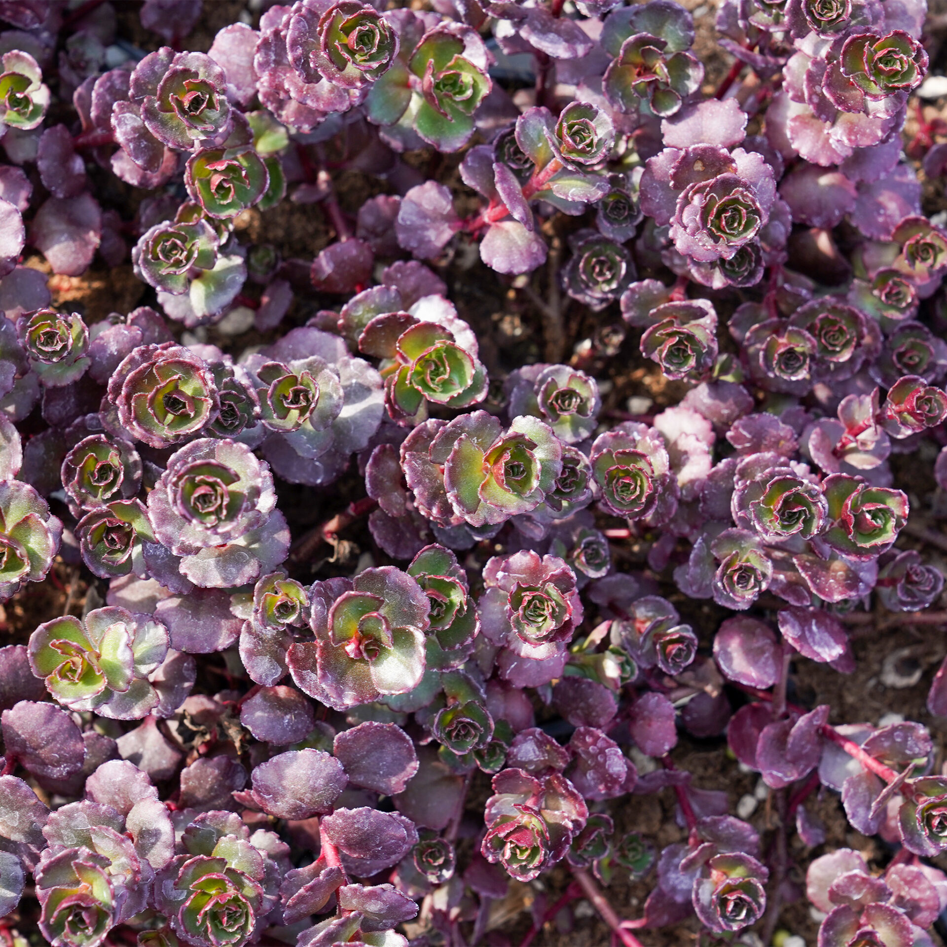 Sedum spurium Purple Winter