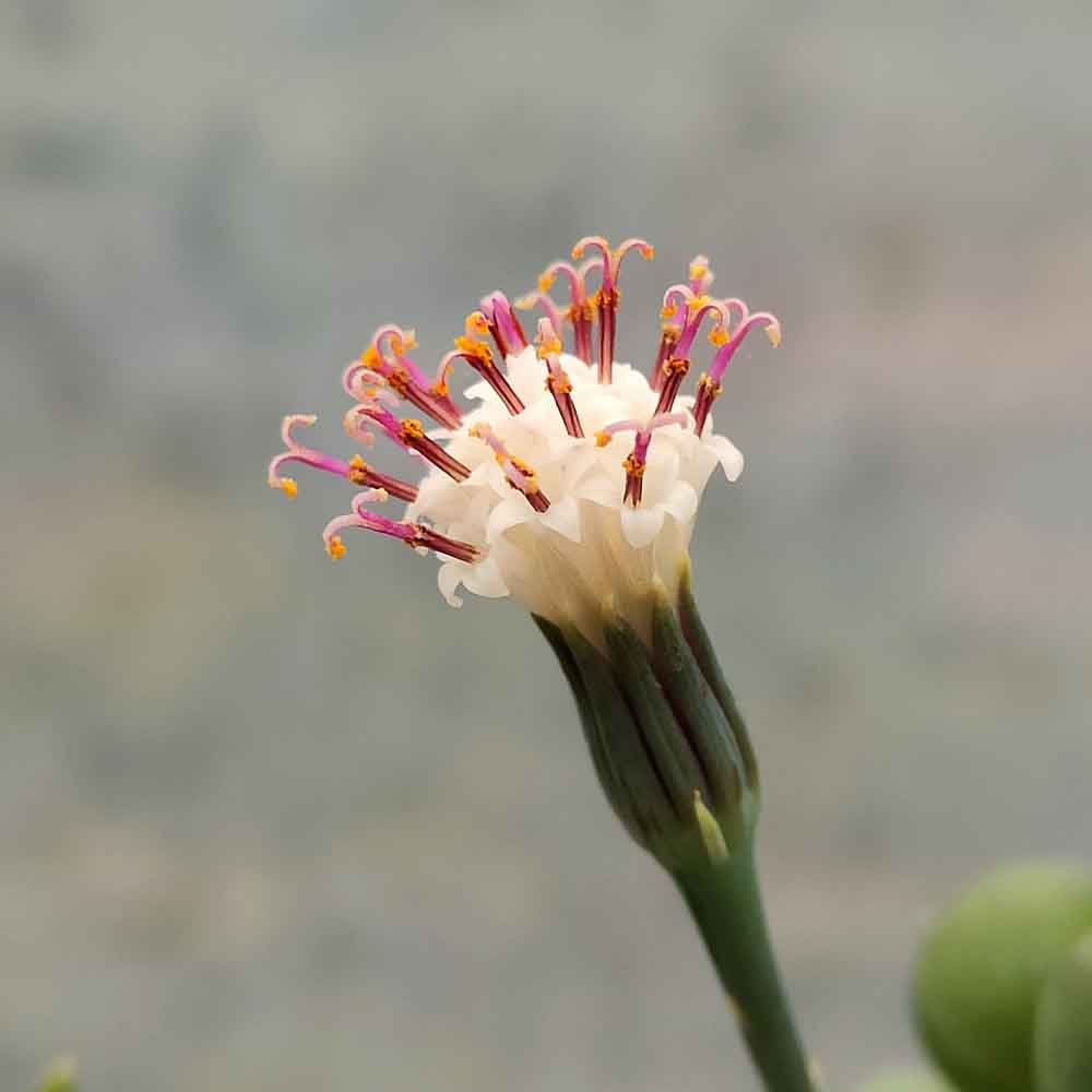 senecio rowleyanus fiore