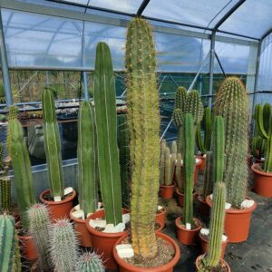 trichocereus chiloensis cactus
