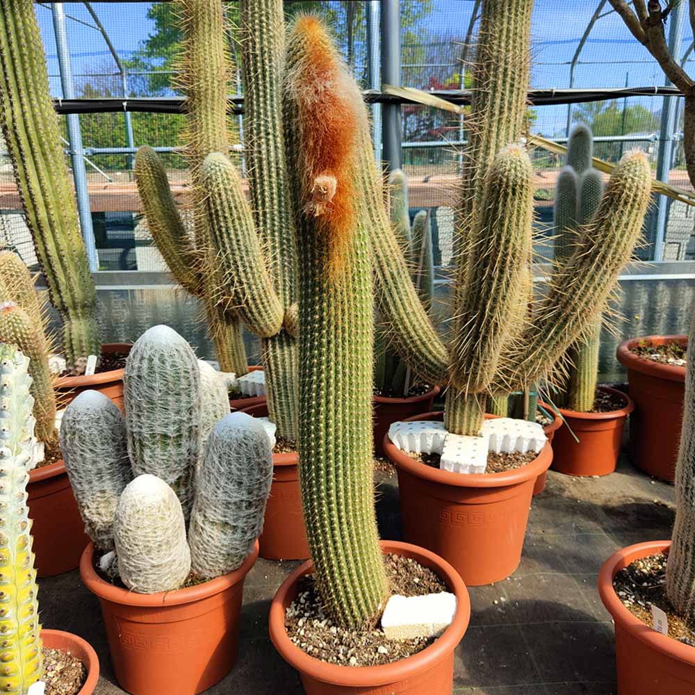 vatricania cactus