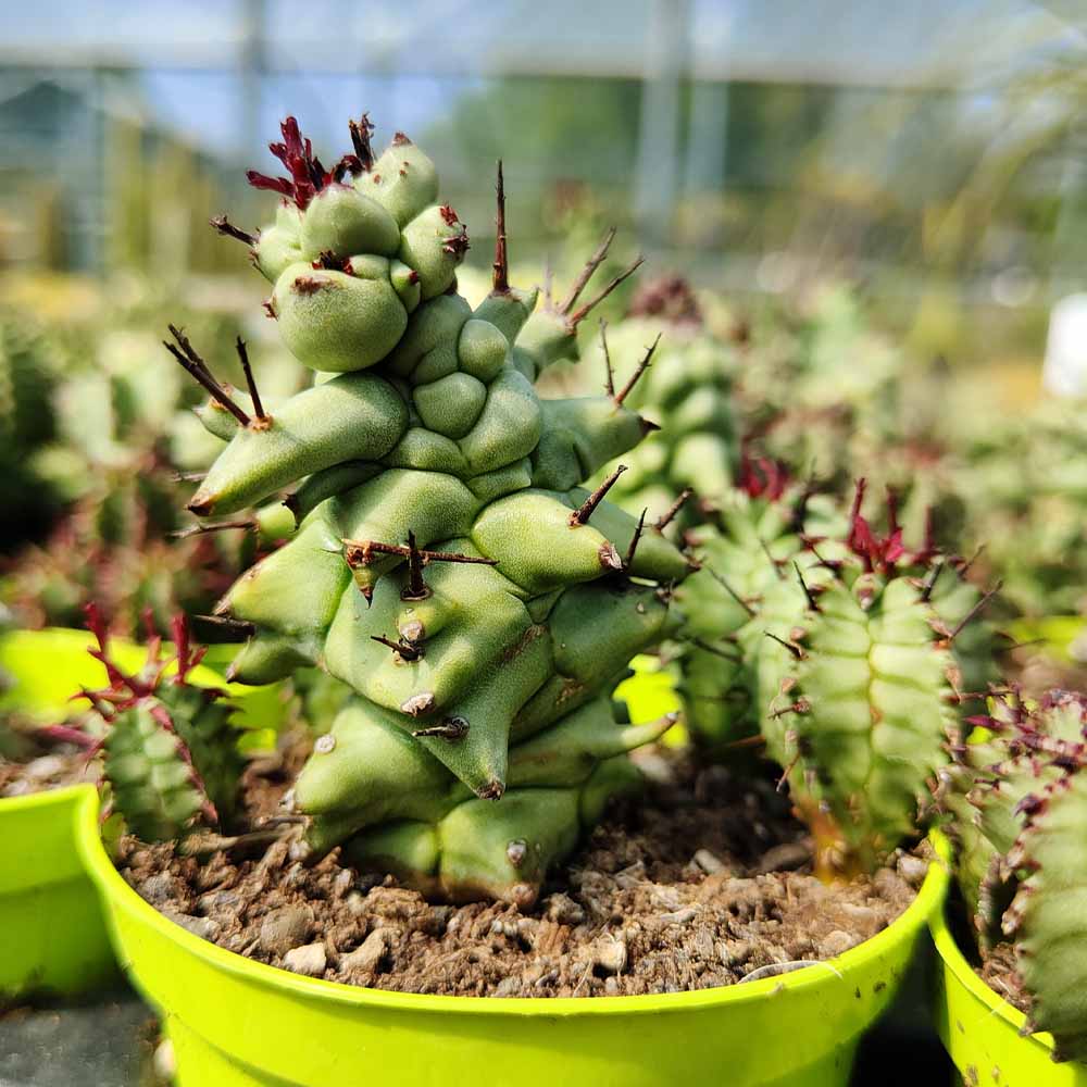 Euphorbia horrida kikko mostruosa