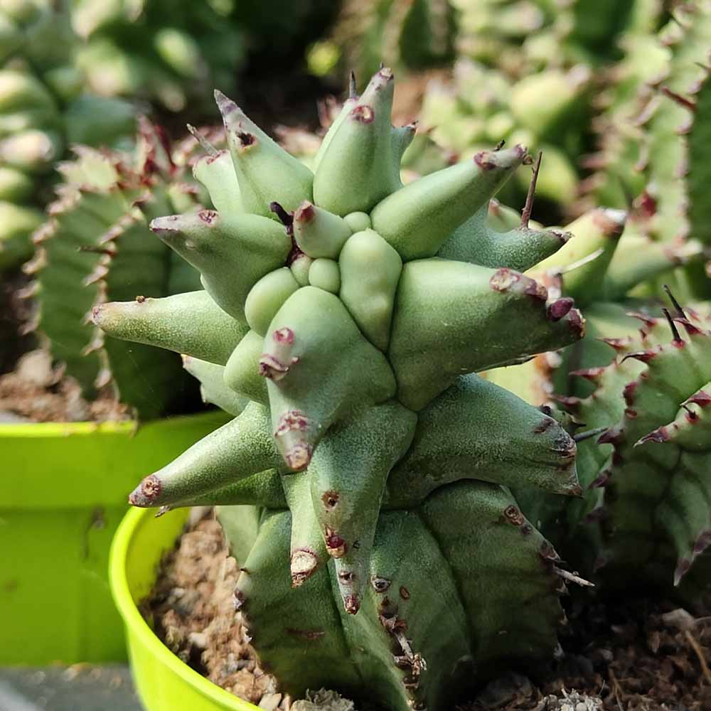 Euphorbia horrida kikko mostruosa