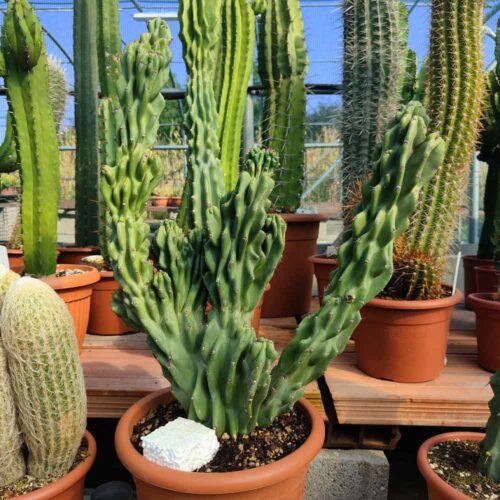cereus jamacaru mostruoso cactus