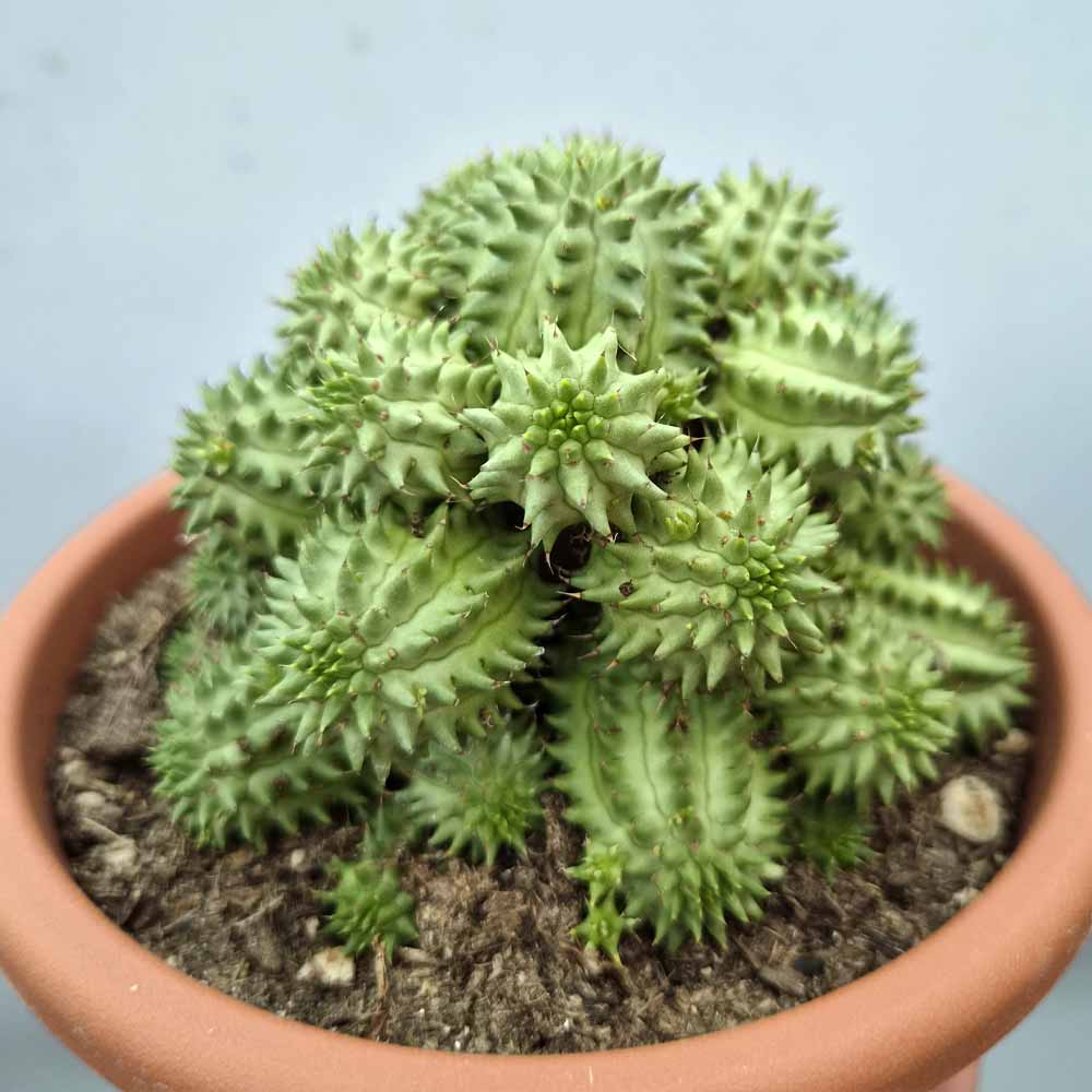 euphorbia suzannae