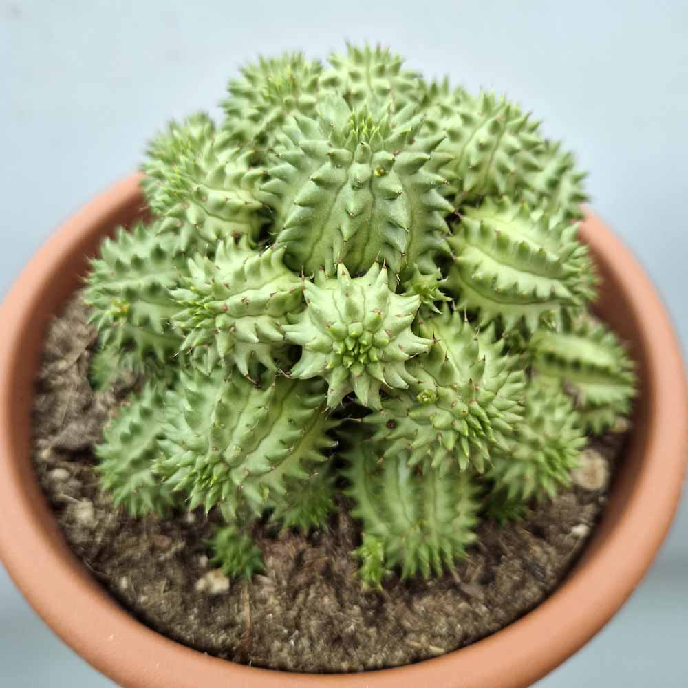 euphorbia suzannae pianta