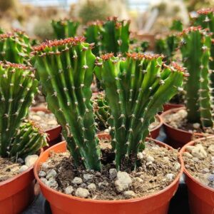 Euphorbia triangularis crestata