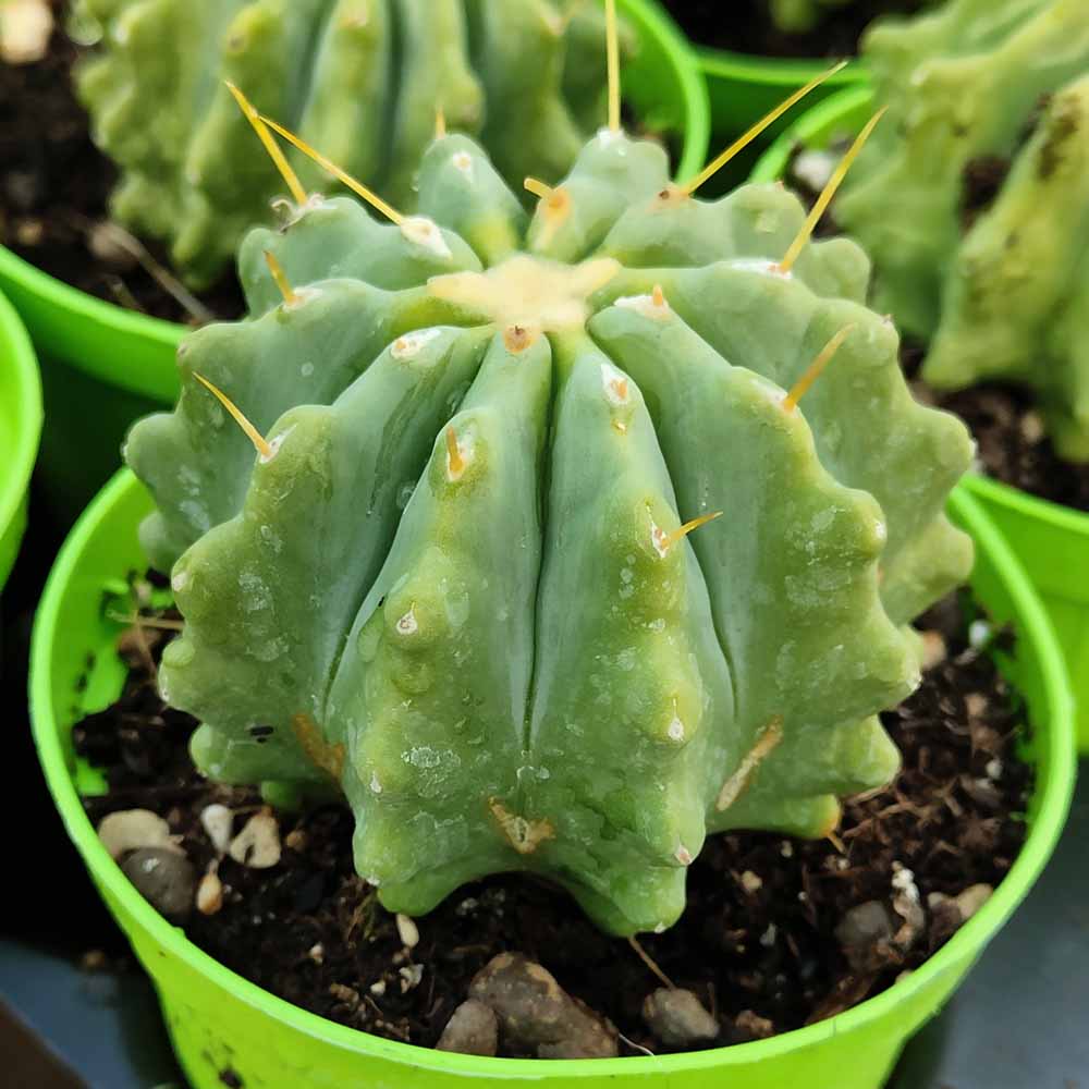 ferocactus glaucescens inermis pianta