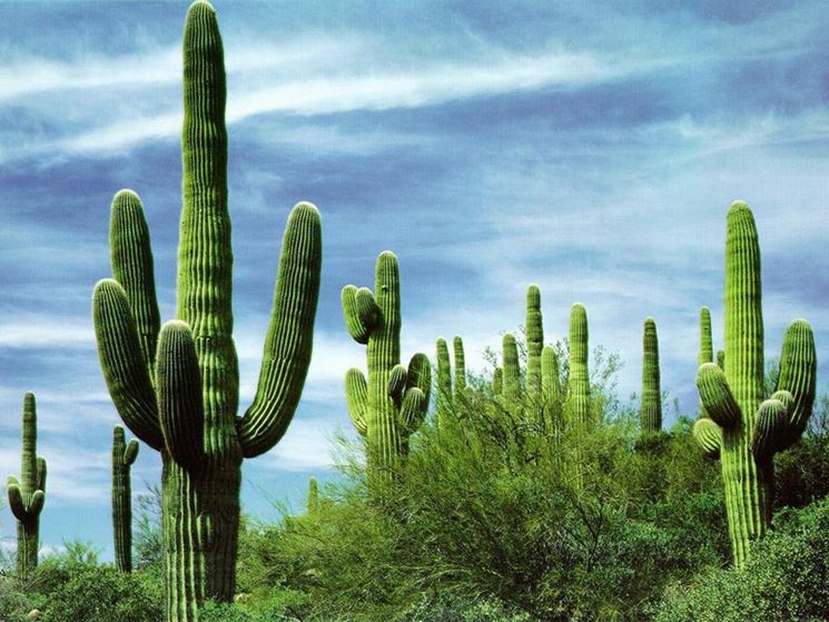 cactus-colonnari