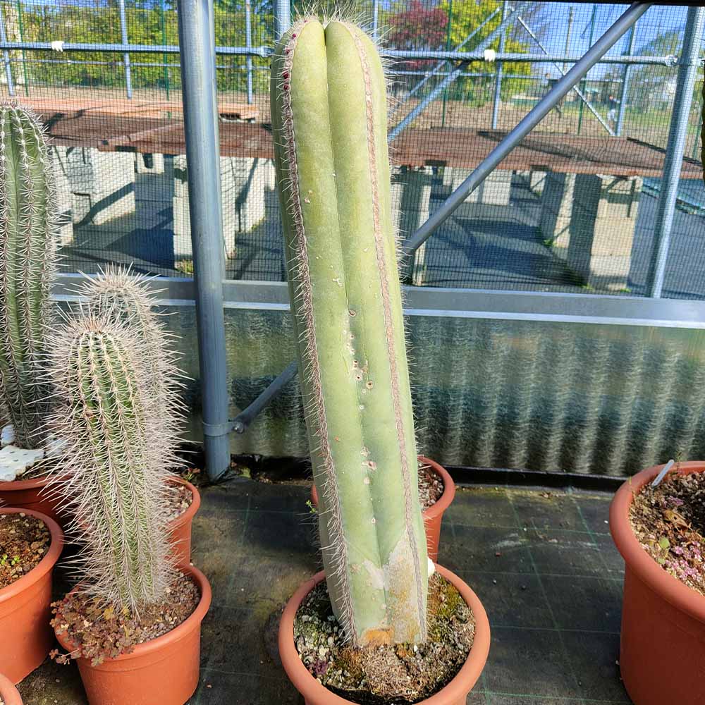 isolatocereus cactus