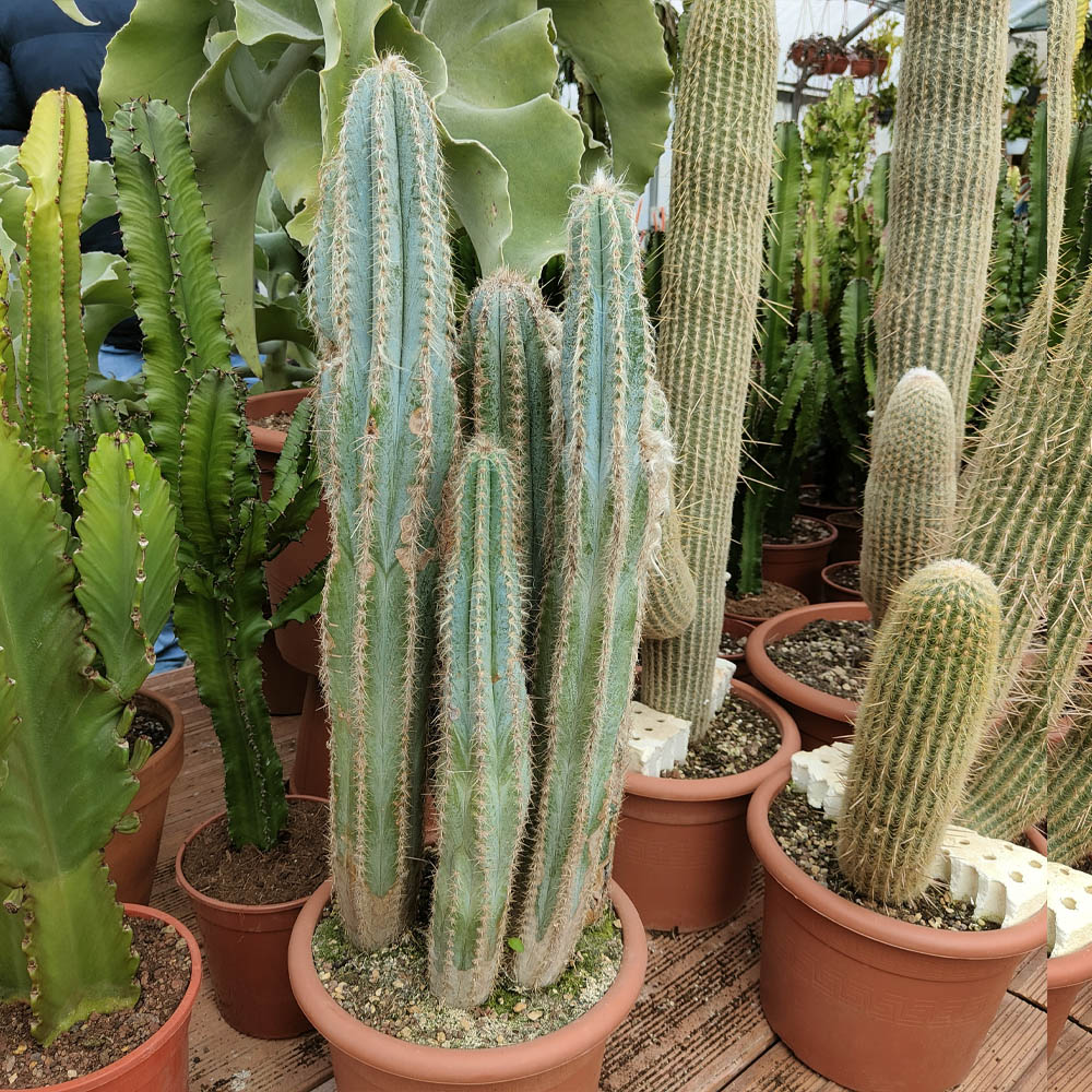 pilosocereus odilensis cactus