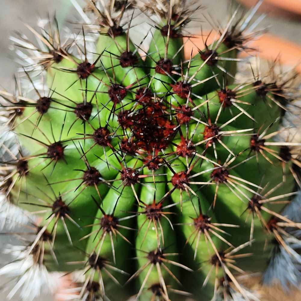 stenocereus thurberi cactus