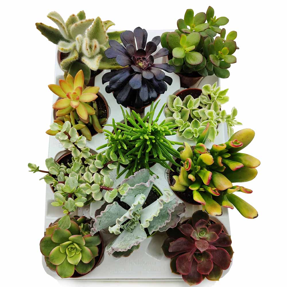 Set piante succulente assortite