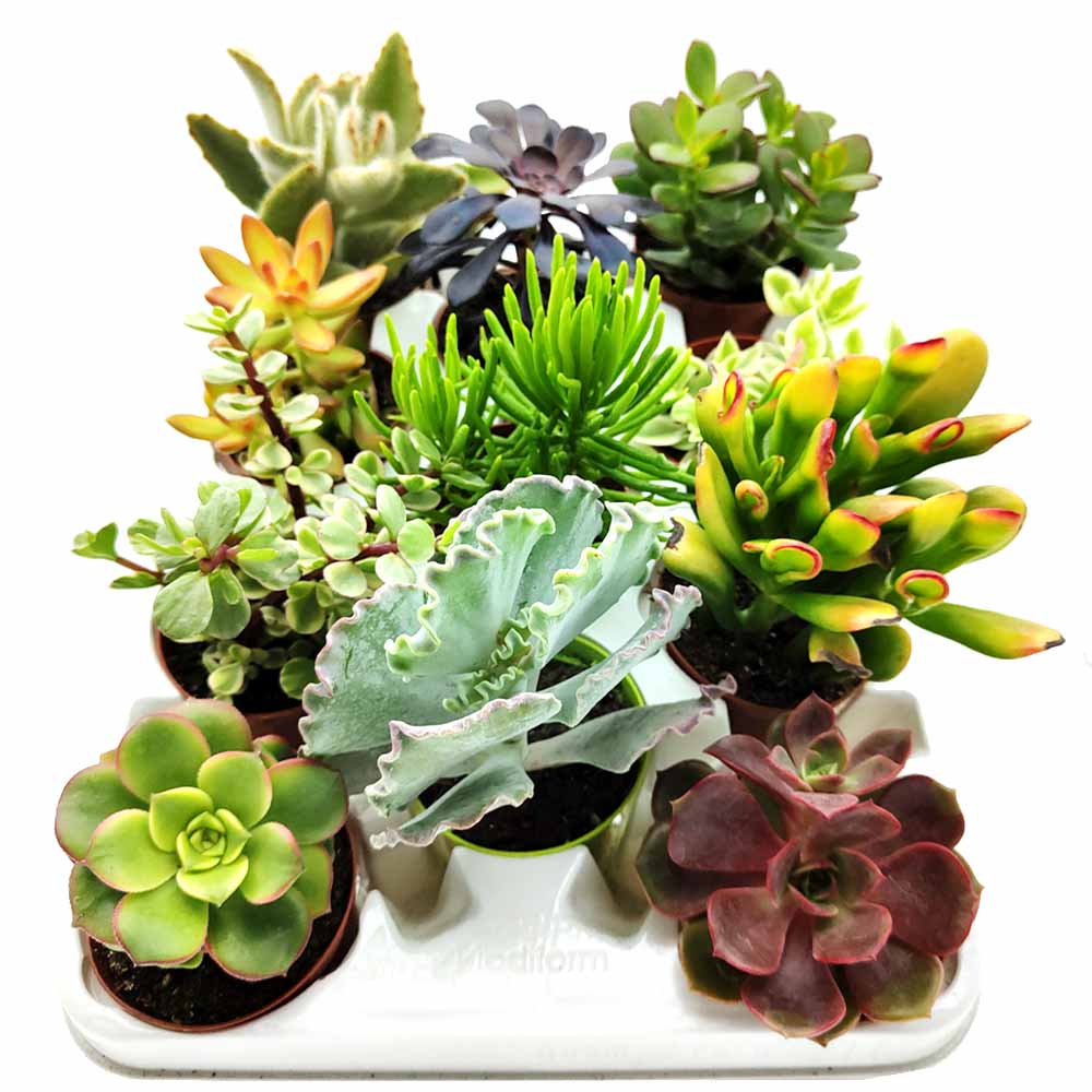 Set piante succulente assortite