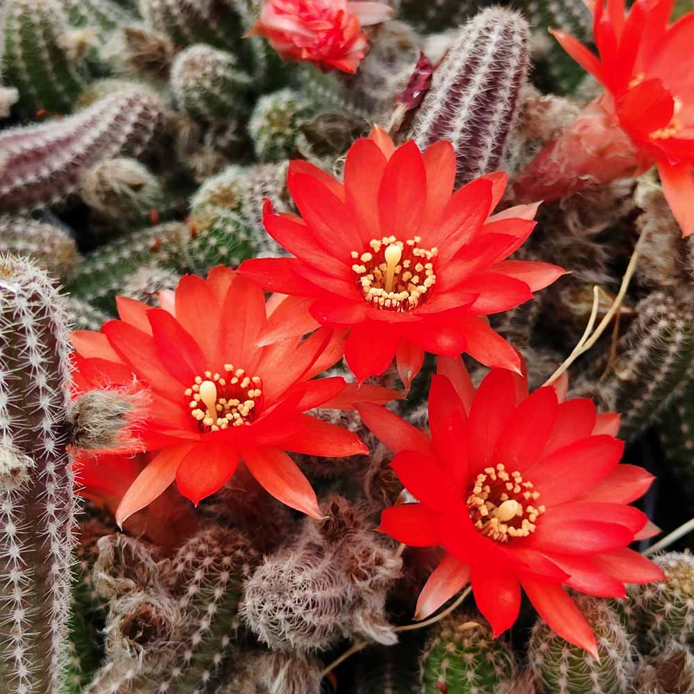 CHAMAECEREUS SILVESTRII 1 pianta vaso 14  cactus succulente Ehinopsis rustica 