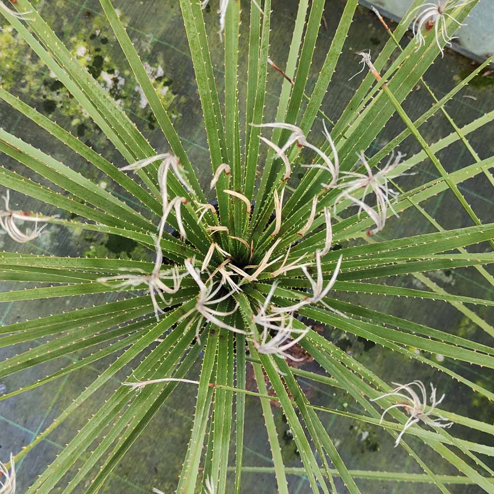 dasylirion serratifolium pianta