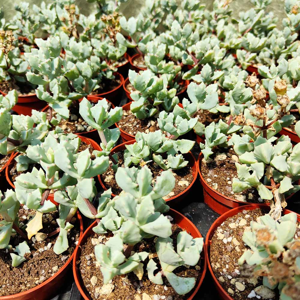 oscularia deltoides cactus
