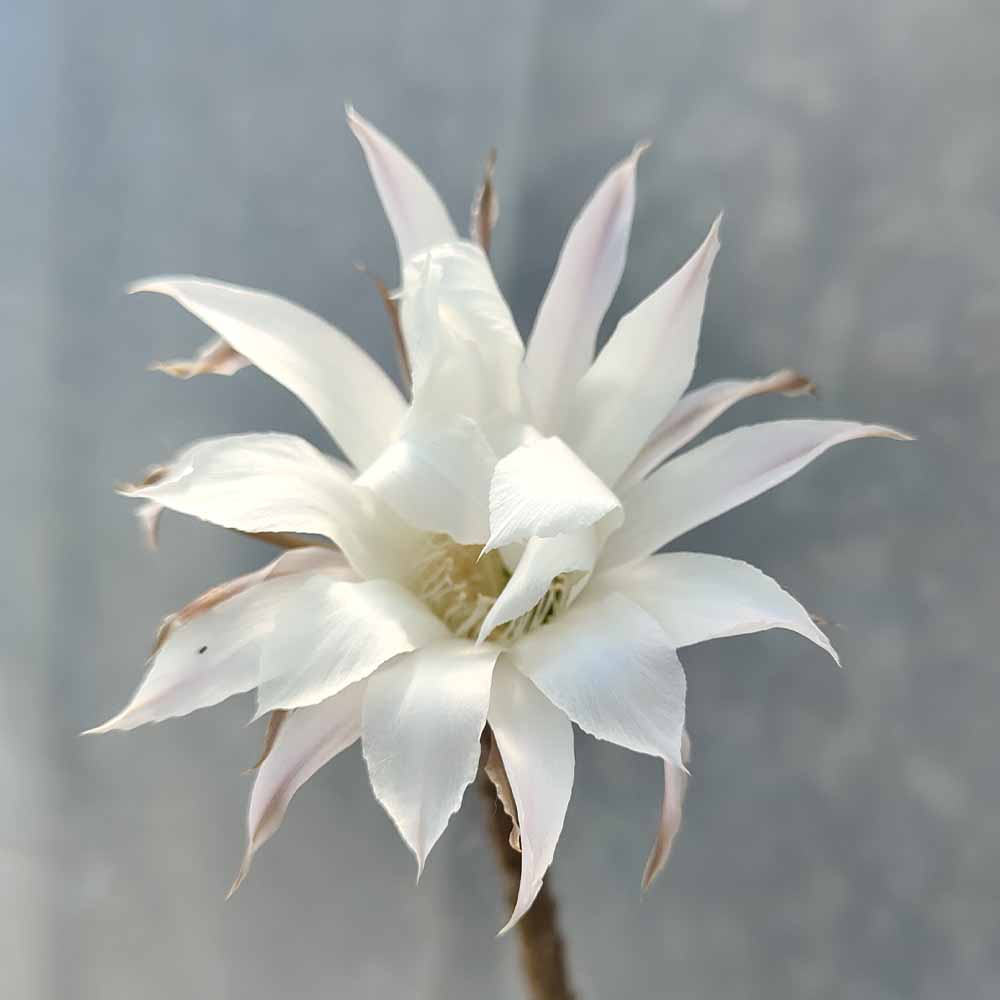ECHINOPSIS fiore bianco 3295