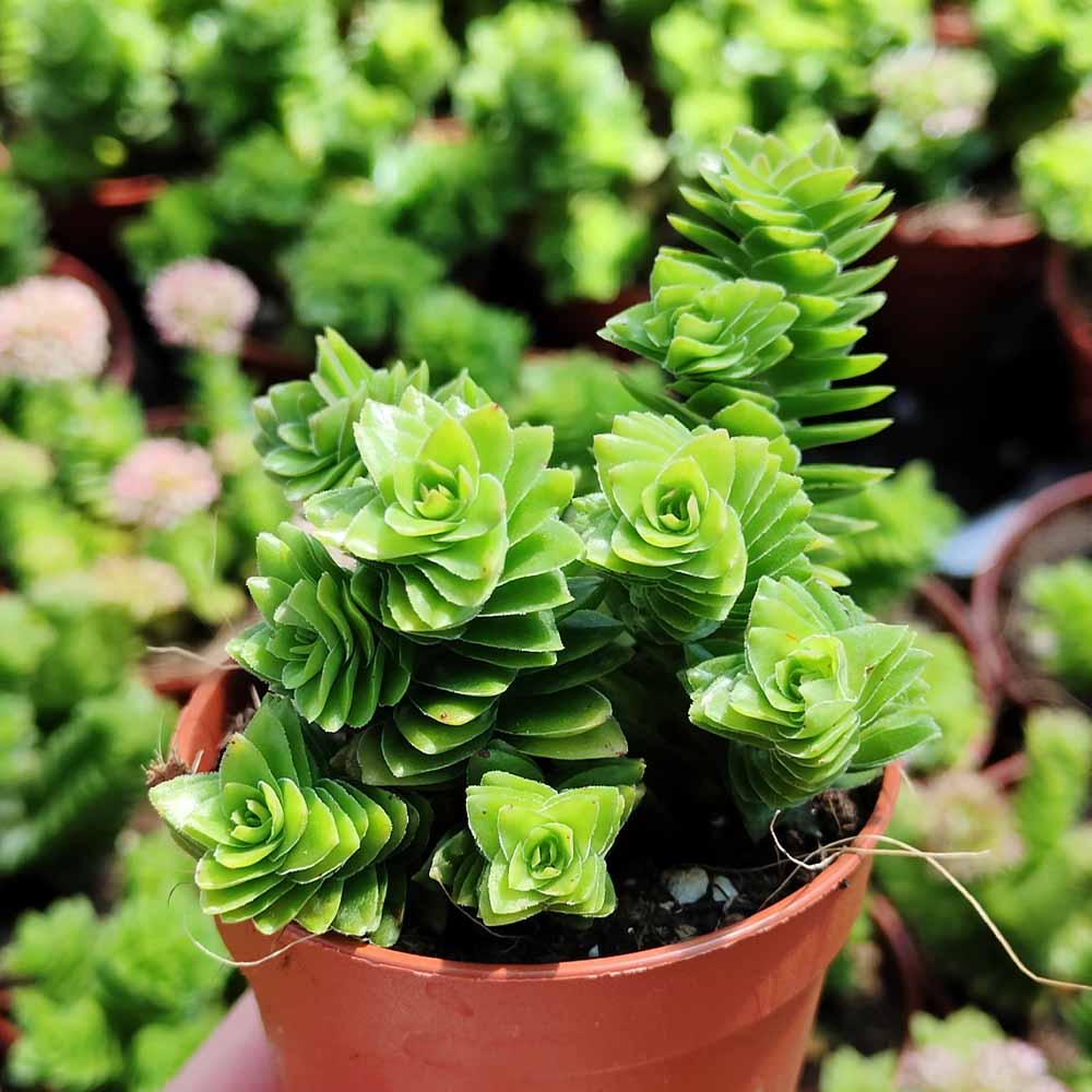 crassula estagnol