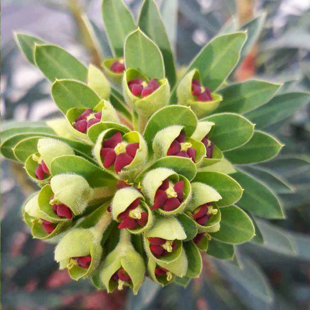 euphorbia characias fiore