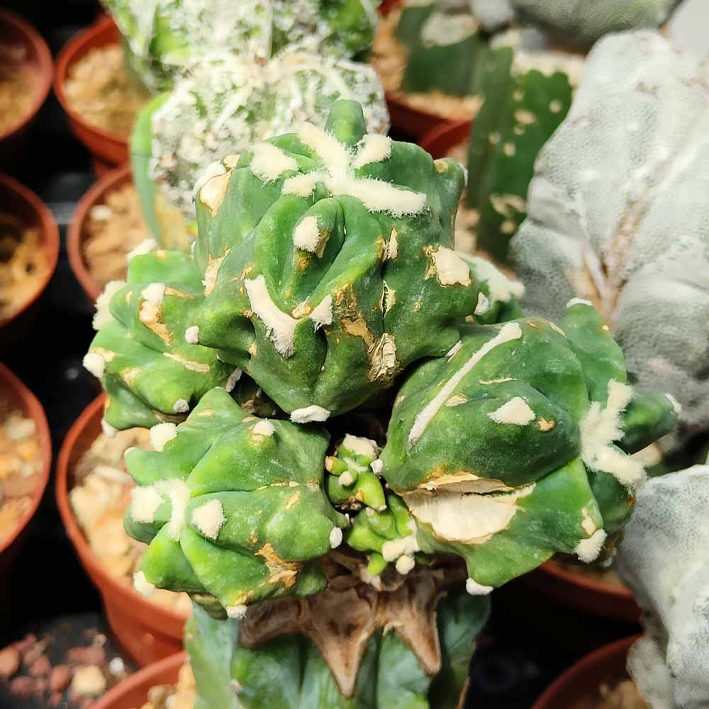 ferocactus glaucescens in mostruoso