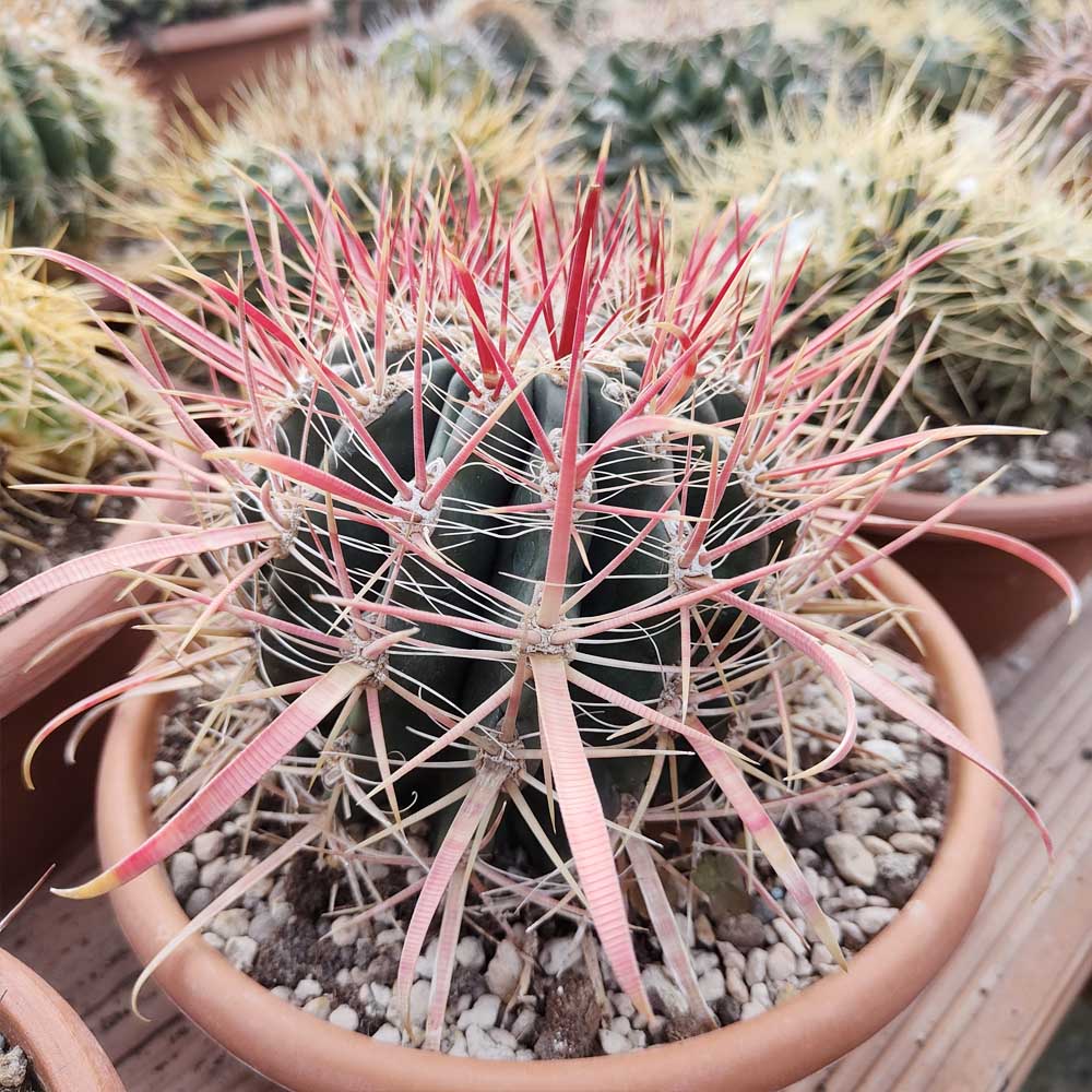 ferocactus gracilis