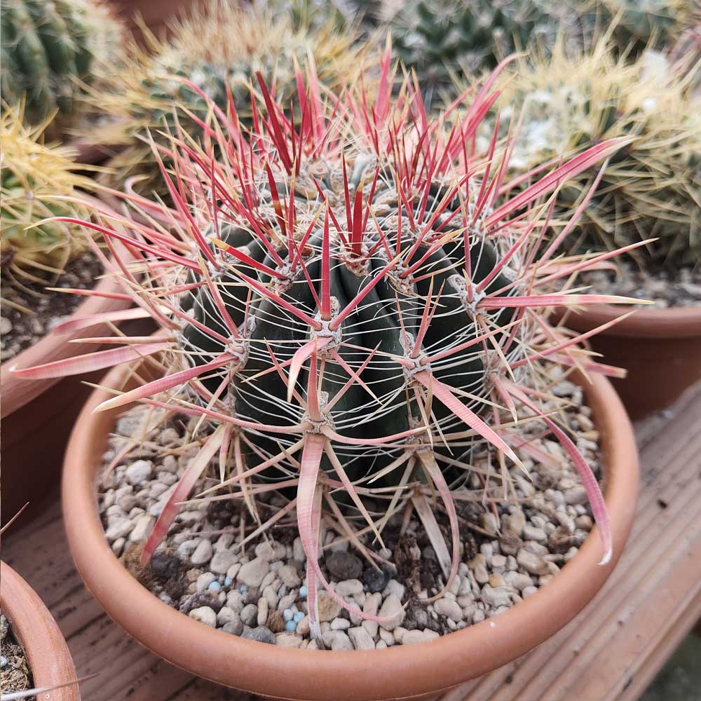 ferocactus gracilis cactus