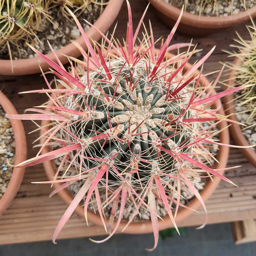 ferocactus gracilis pianta