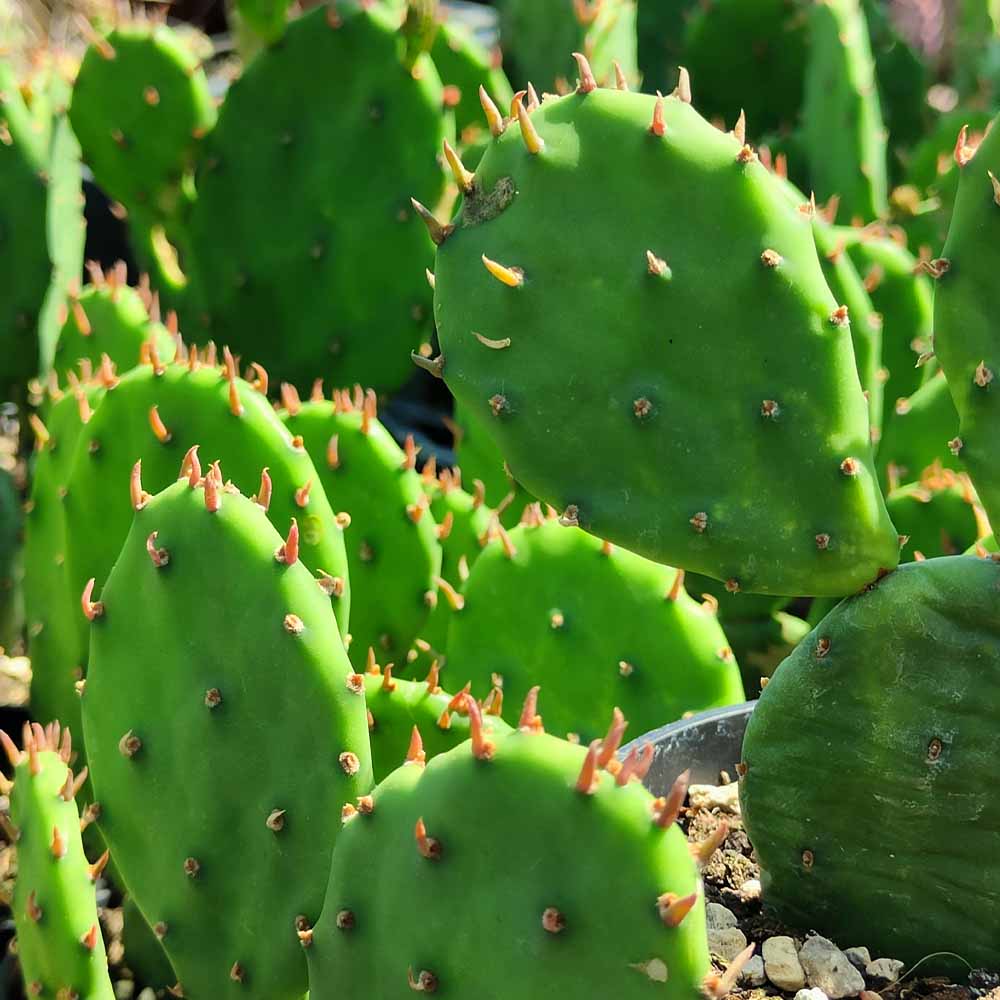 opuntia humifusa cactus