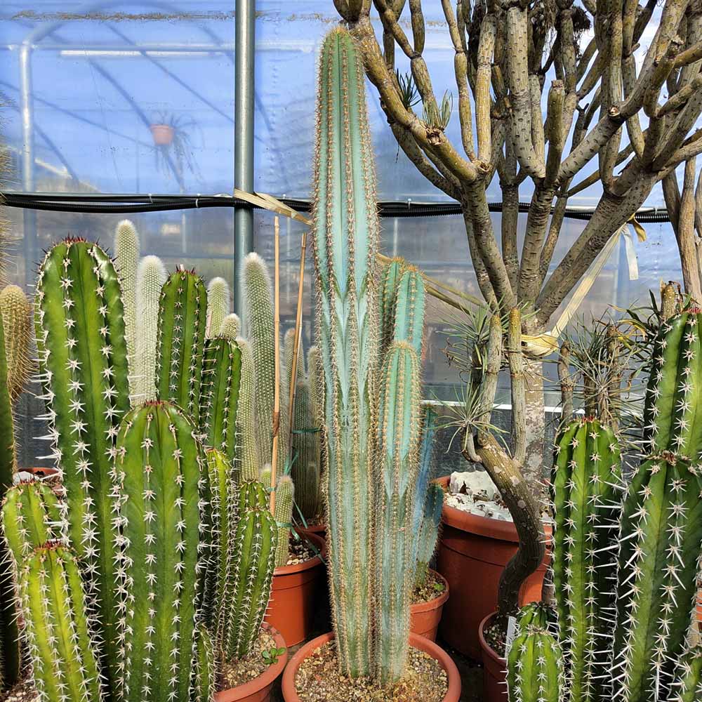 pilosocereus azureus cactus