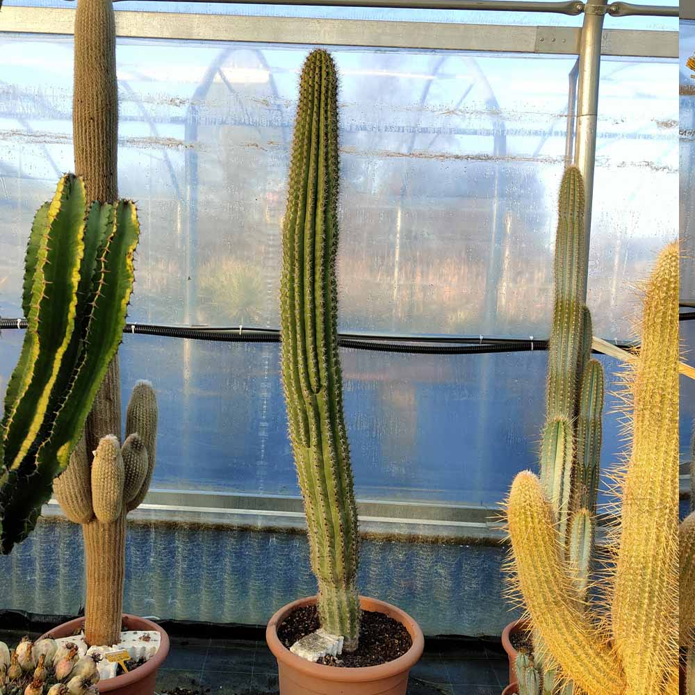 stenocereus thurberi cactus
