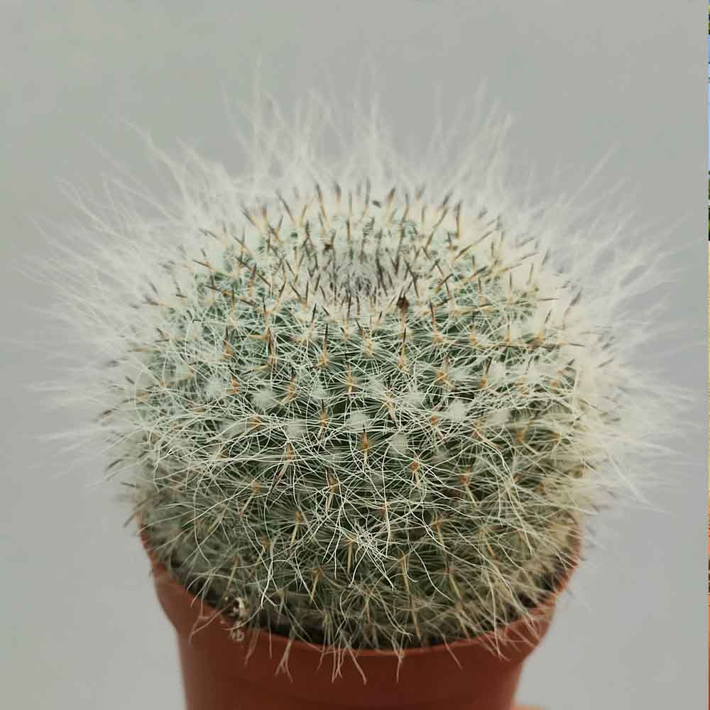 Mammillaria hahniana