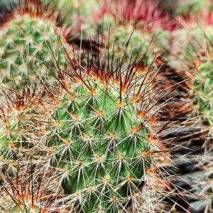 Opuntia polyacantha cactus