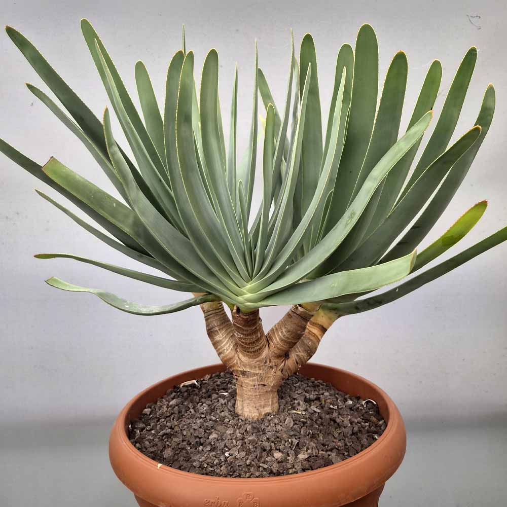 aloe plicatilis pianta