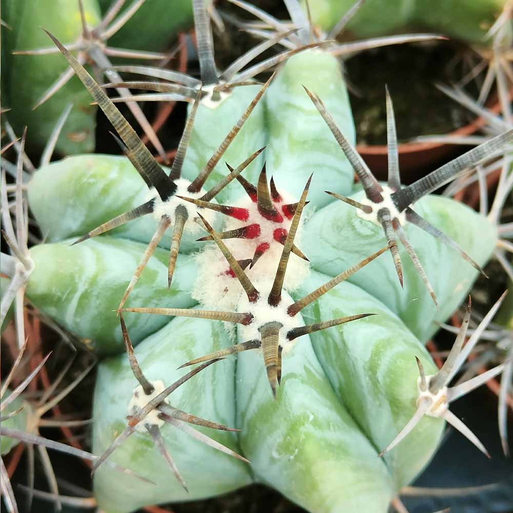 echinocactus ingens pianta