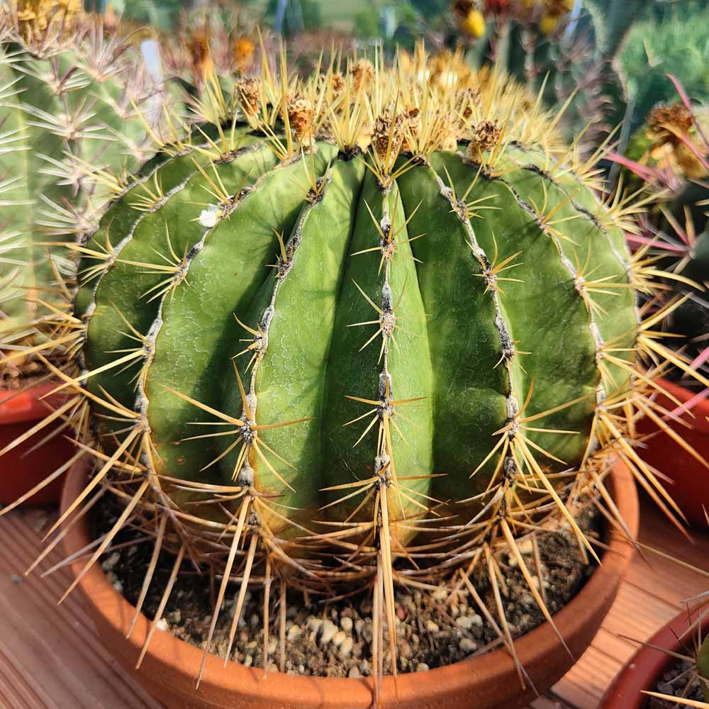 ferocactus histrix cactus