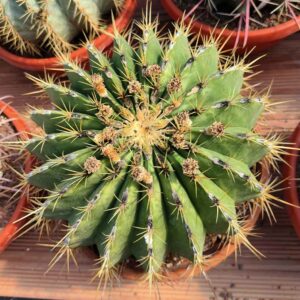 ferocactus histrix pianta grassa