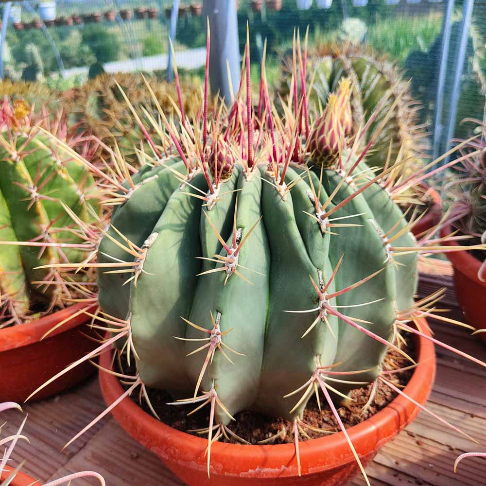 ferocactus pianta grassa rectispinus