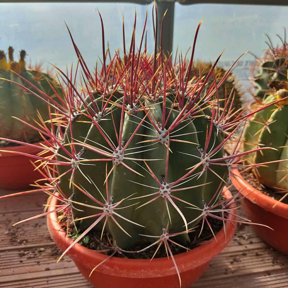 ferocactus pianta grassa