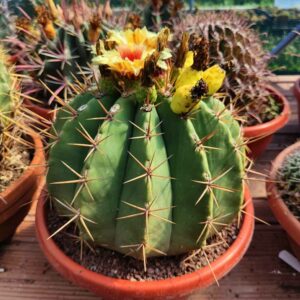 ferocactus pottsii cactus