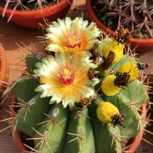 ferocactus pottsii fiore