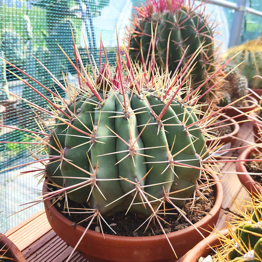 ferocactus rectispinus cactus