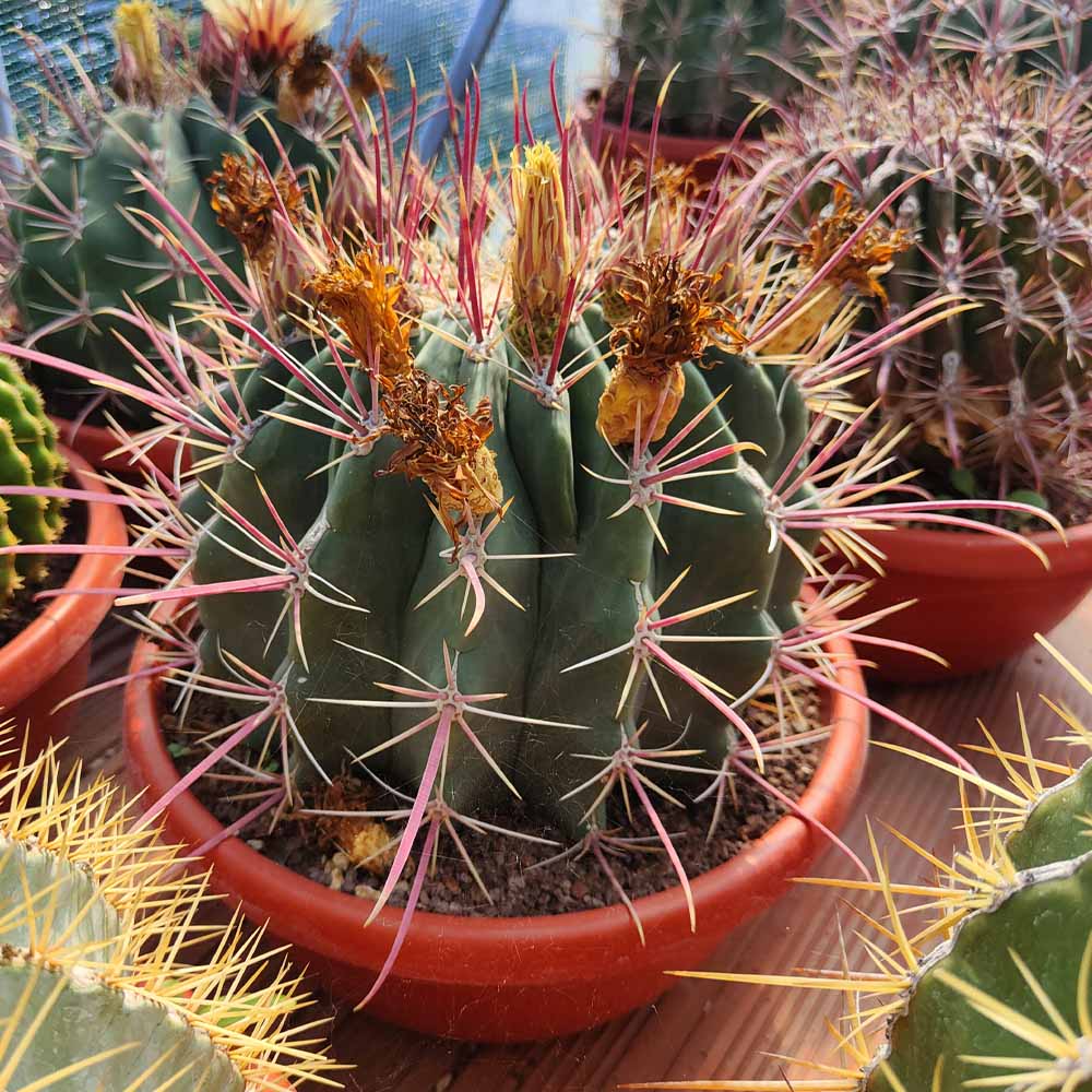 ferocactus rectispinus
