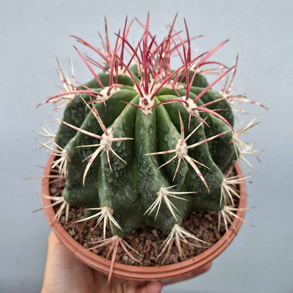 ferocactus stainesii
