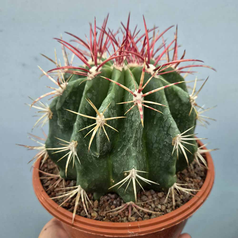 ferocactus stainesii cactus