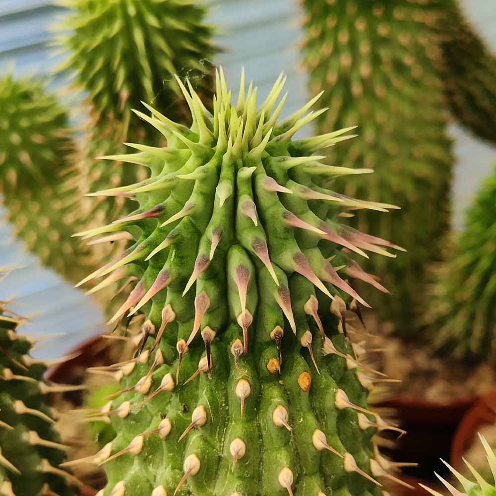 hoodia gordonii cactus