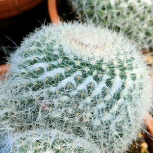 mammillaria hahniana cactus