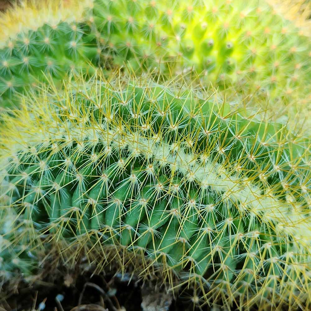 mammillaria pringlei crestata cactus